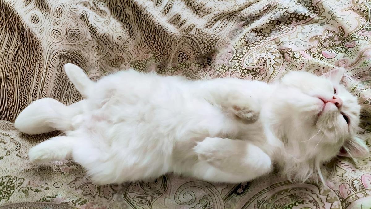 Sleeping pet cat coco